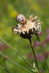 Snail on flower