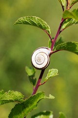 Snail on flower