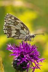 Butterfly Melanargia galathea