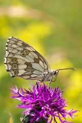 Butterfly Melanargia galathea