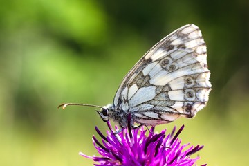 Butterfly Melanargia galathea