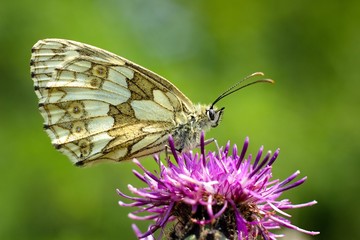 Butterfly Melanargia galathea