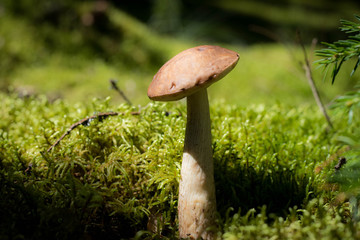 single mushroom  closeup against green forest