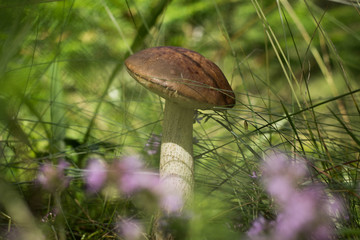 single mushroom  closeup against green forest