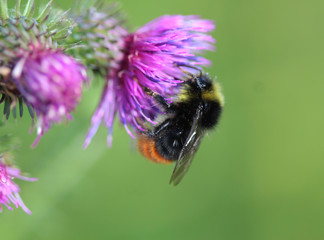 Bombus pratorum