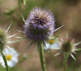 Dipsacus fullonum