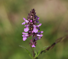 Obraz premium Stachys palustris