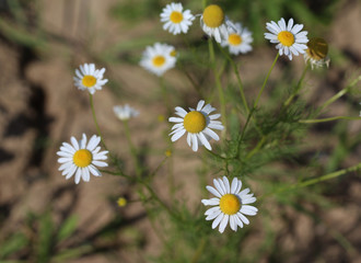 Common daisy