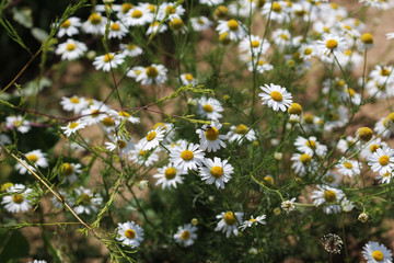 Common daisy