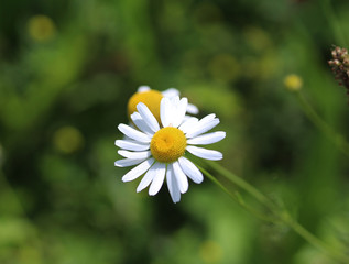 Common daisy © Michael Meijer