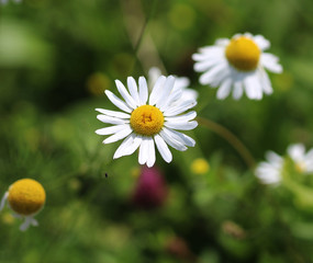 Common daisy © Michael Meijer