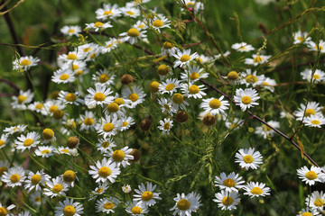 Common daisy © Michael Meijer