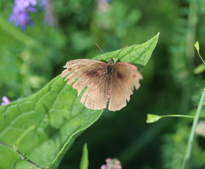 Brown meadow (Maniola jurtina)	