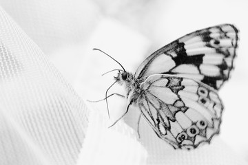 Fototapeta na wymiar Butterfly Melanargia galathea