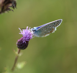 Polyommatus icarus