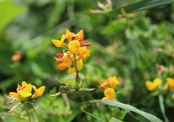 Lotus corniculatus