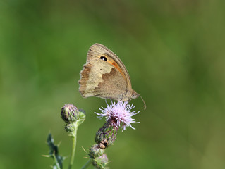 Brown meadow (Maniola jurtina)	