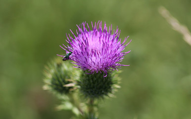 Spear thistle (Cirsium vulgare)