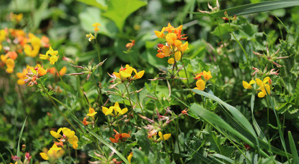 Lotus corniculatus