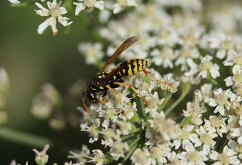 Common wasp (Vespula vulgaris)