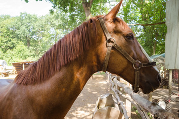 The horse in the paddock