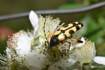 Rutpela maculata