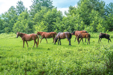 Obraz na płótnie Canvas Brown horses are grazing green herbs on pasture
