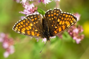 Butterfly Nymphalis polychloros