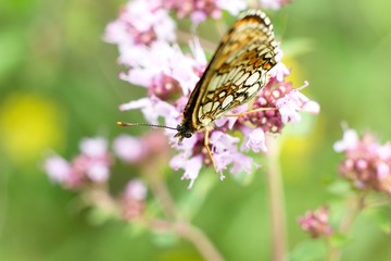 Butterfly Melanargia galathea