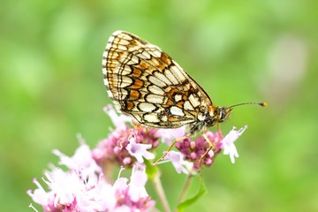 Butterfly Melanargia galathea