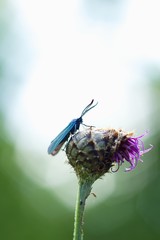 Butterfly Zygaena filipendulae
