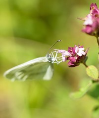 Abstract butterfly on flower.