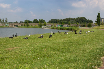 Pigeons at a lake