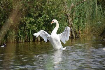 Cygne