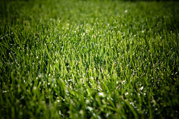 Mow grass playing field with dark edges as background