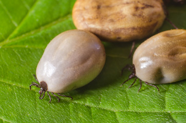 Ticks filled with blood sit on a green leaf