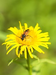 Bug on the yellow flower.