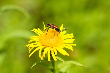 Naklejka premium Bug on yellow flower