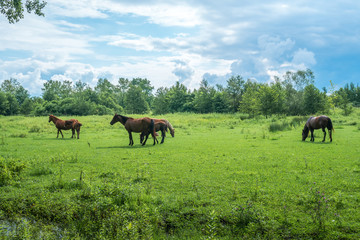 Fototapeta na wymiar Brown horses are grazing green herbs on pasture