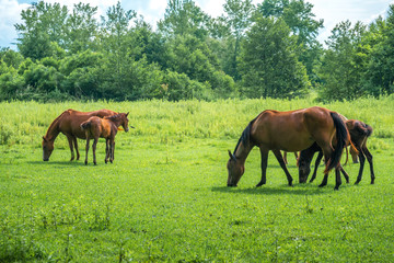 Brown horses are grazing green herbs on pasture