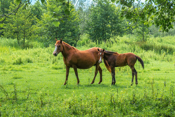 Obraz na płótnie Canvas Brown horses on pasture, nature, Animal world