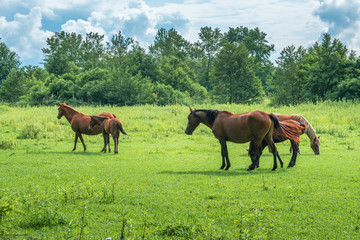 Brown horses on pasture, nature, Animal world