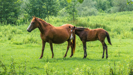 Brown horses on pasture, nature, Animal world
