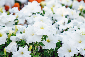 Flowers of white petunia as background
