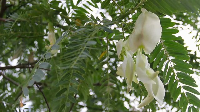 Vegetable Humming Bird Sesban Agasta of Thailand .It herb has properties that resist disease.