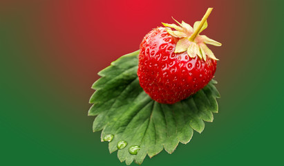 Strawberries lying on green leaf with rain drops isolated on a colored background.