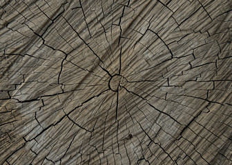 Fototapeta premium Ahşap Doku