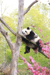 panda beauval