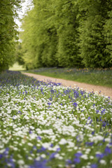 Stunning conceptual fresh Spring landscape image of bluebell and wild garlic in forest in bright glowing sunlight