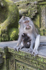 Fototapeta premium Singe 